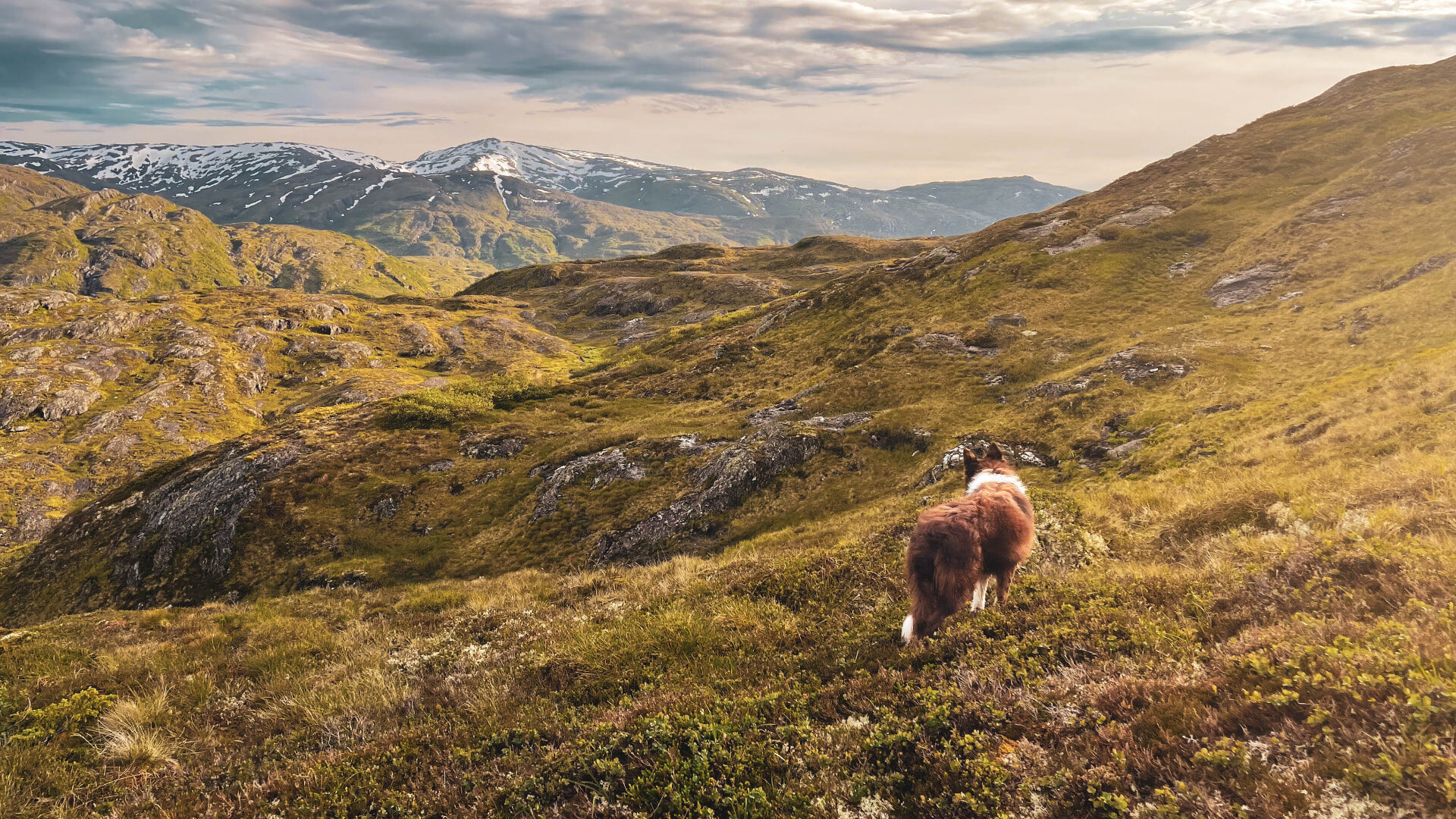 Gjeterhund i fjellet over Totlandgard